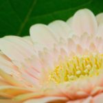 公爵平台的优势与特色,值得玩家关注的亮点 luc6hb