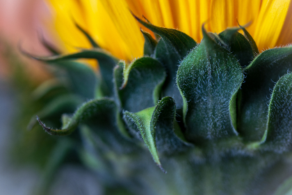 377开奖号前后关联走势分析与预测 377开奖号前后关联走势分析与预测